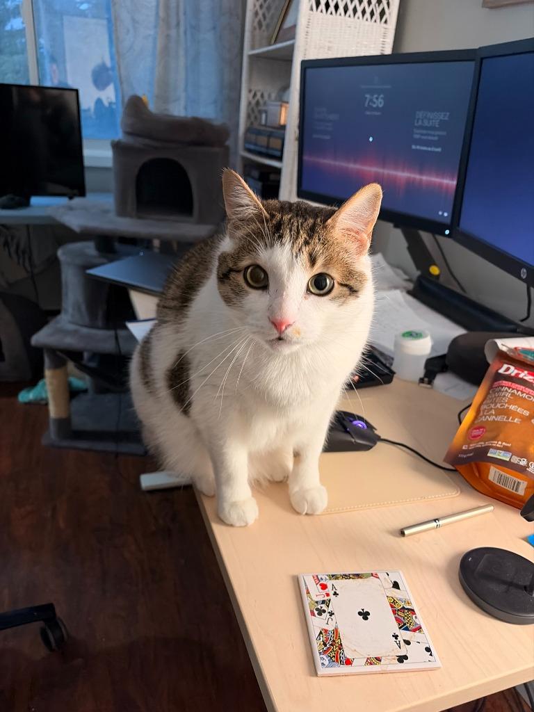 Enlarge Spike, a Adoptable Domestic Short Hair in Arthur, ON image 1/4