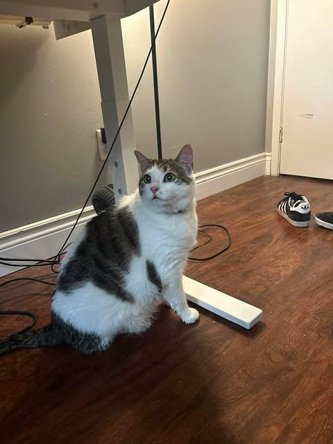 Enlarge Spike, a Adoptable Domestic Short Hair in Arthur, ON image 2/4