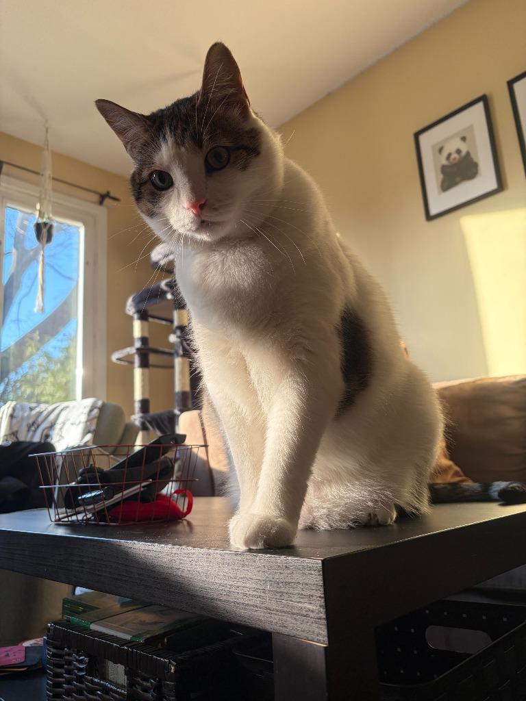 Enlarge Spike, a Adoptable Domestic Short Hair in Arthur, ON image 3/4