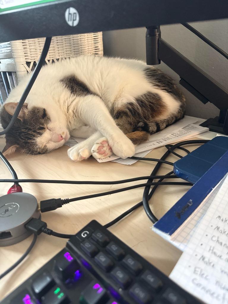 Enlarge Spike, a Adoptable Domestic Short Hair in Arthur, ON image 4/4