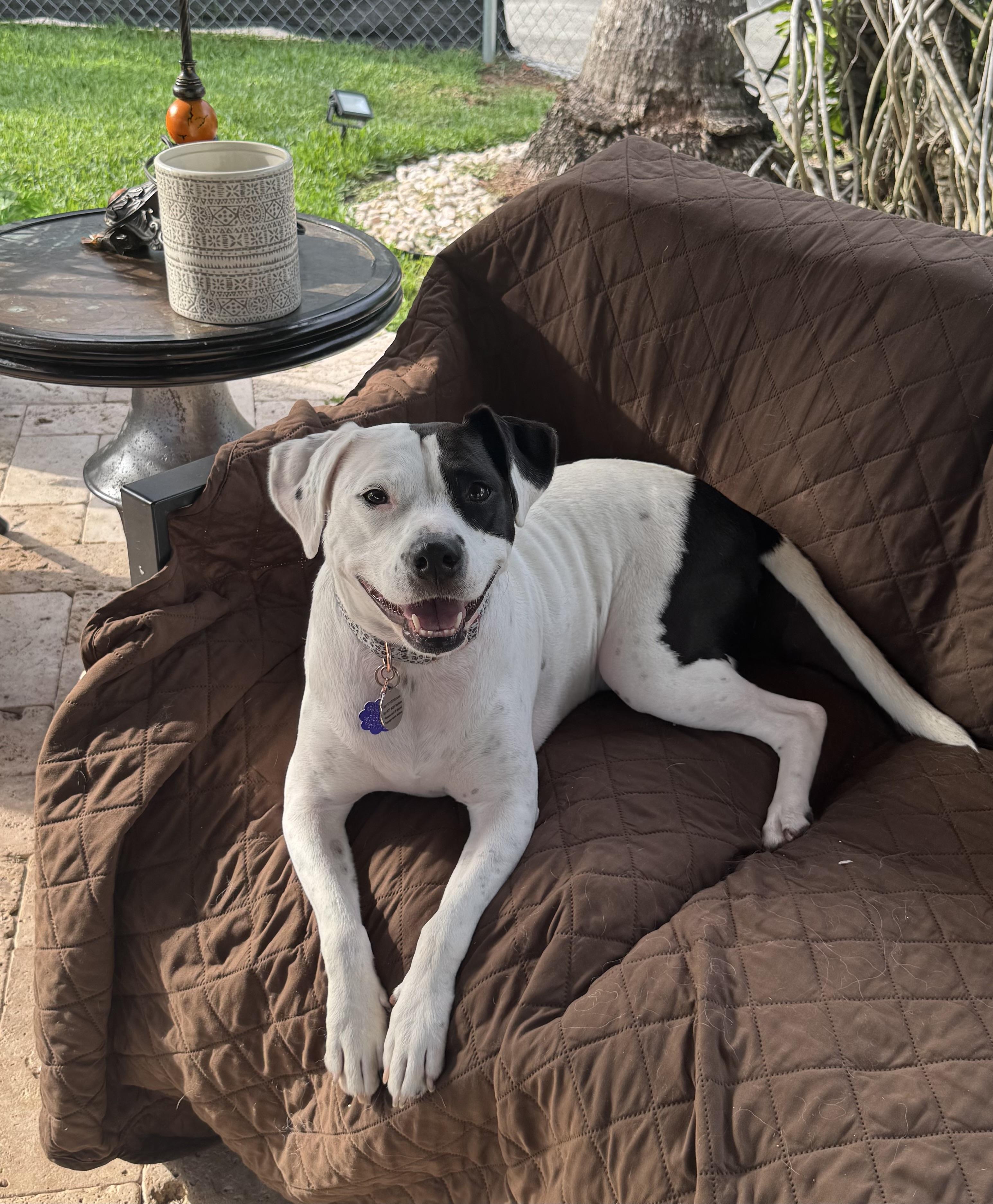 Enlarge Topanga, an adopted mixed breed in Lake Worth, FL image 3/3