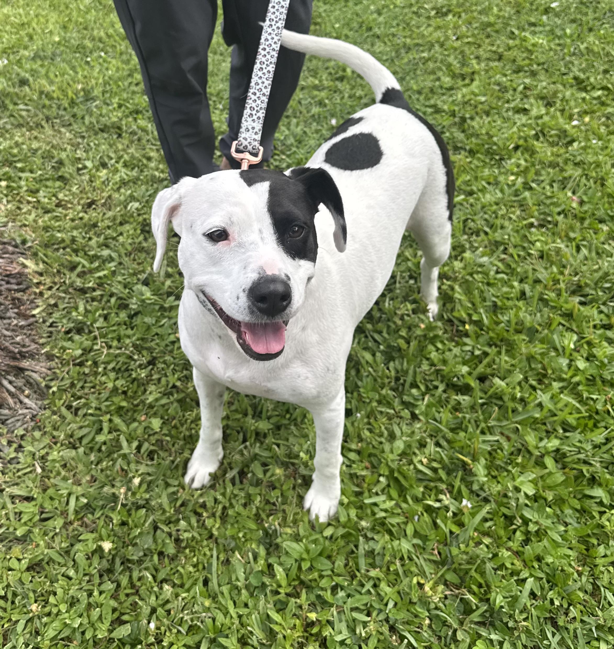 Enlarge Topanga, an adopted mixed breed in Lake Worth, FL image 1/3