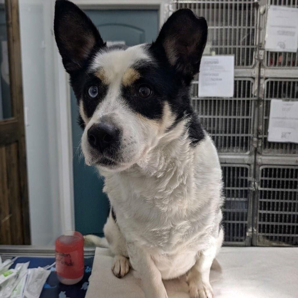 BANJO, Adopted, Adult Male Corgi & Cattle Dog.