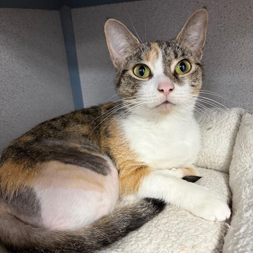 Enlarge Lil' Bit, a ADOPTABLE Domestic Short Hair in Grass Valley, CA image 1/1