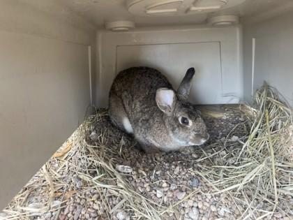 Mist, Adoptable, Young Female American Sable.