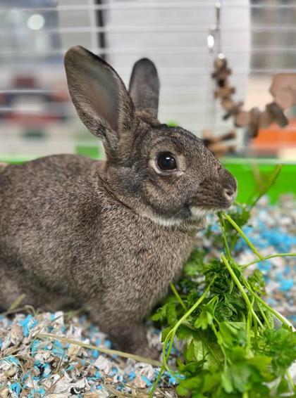 Mist, Adoptable, Young Female American Sable.