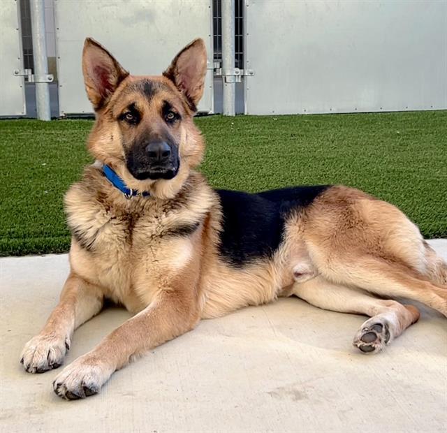Enlarge REX, a Adoptable German Shepherd Dog in Auburn, CA image 1/1