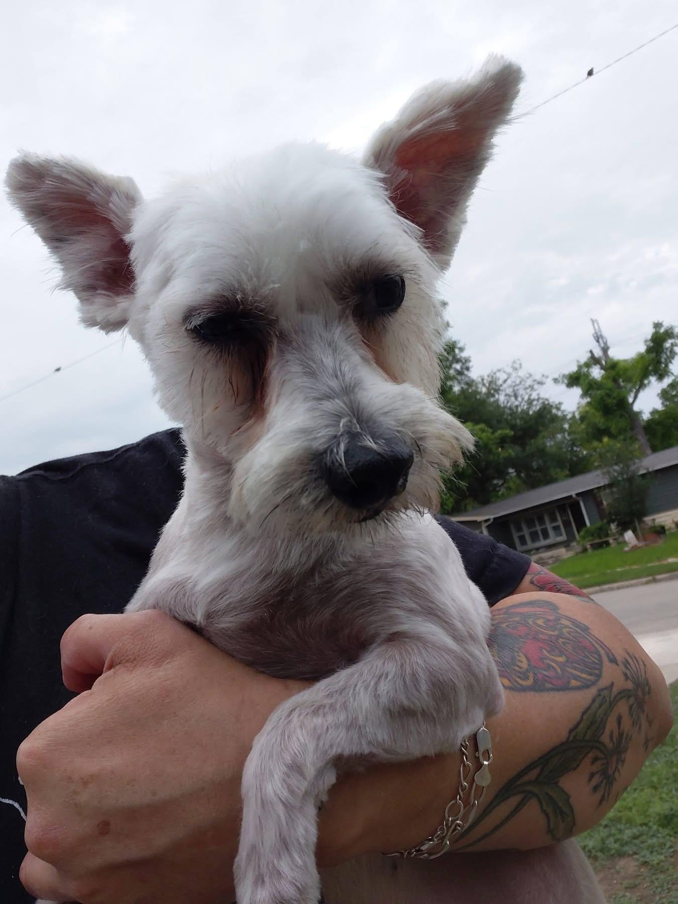 Daisy, a Adoptable mixed breed in memphis, TN image 3/4