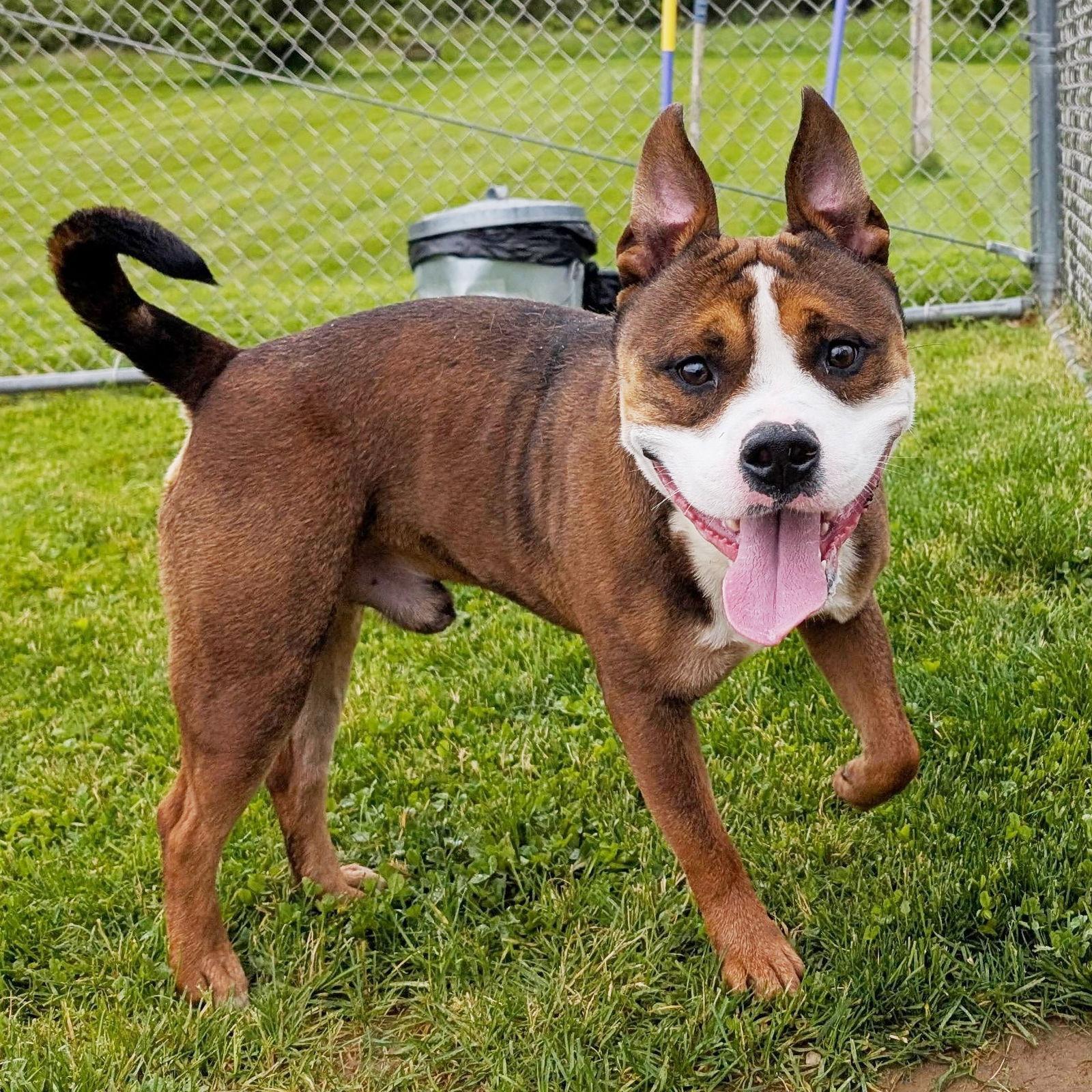 Enlarge Pound Dog-Bernie #185146, a Adoptable Pit Bull Terrier in Rootstown, OH image 1/3