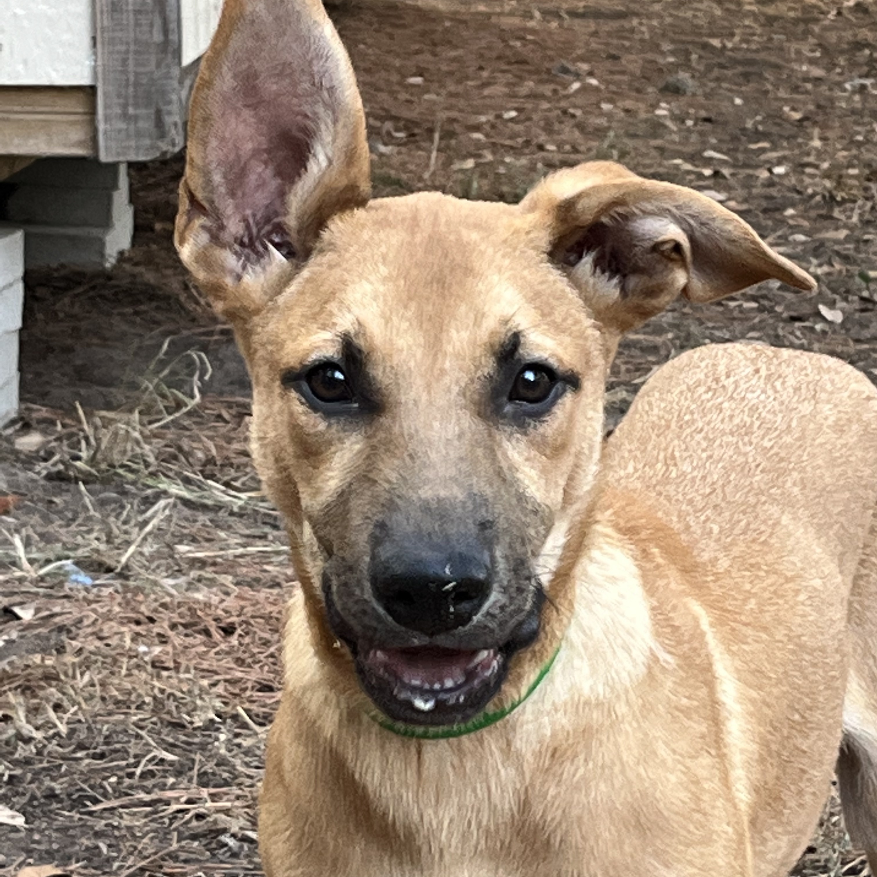 Raider, Adoptable, Puppy Male Mixed Breed.