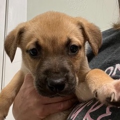 Enlarge Raider, a Adoptable mixed breed in Magnolia, TX image 2/2