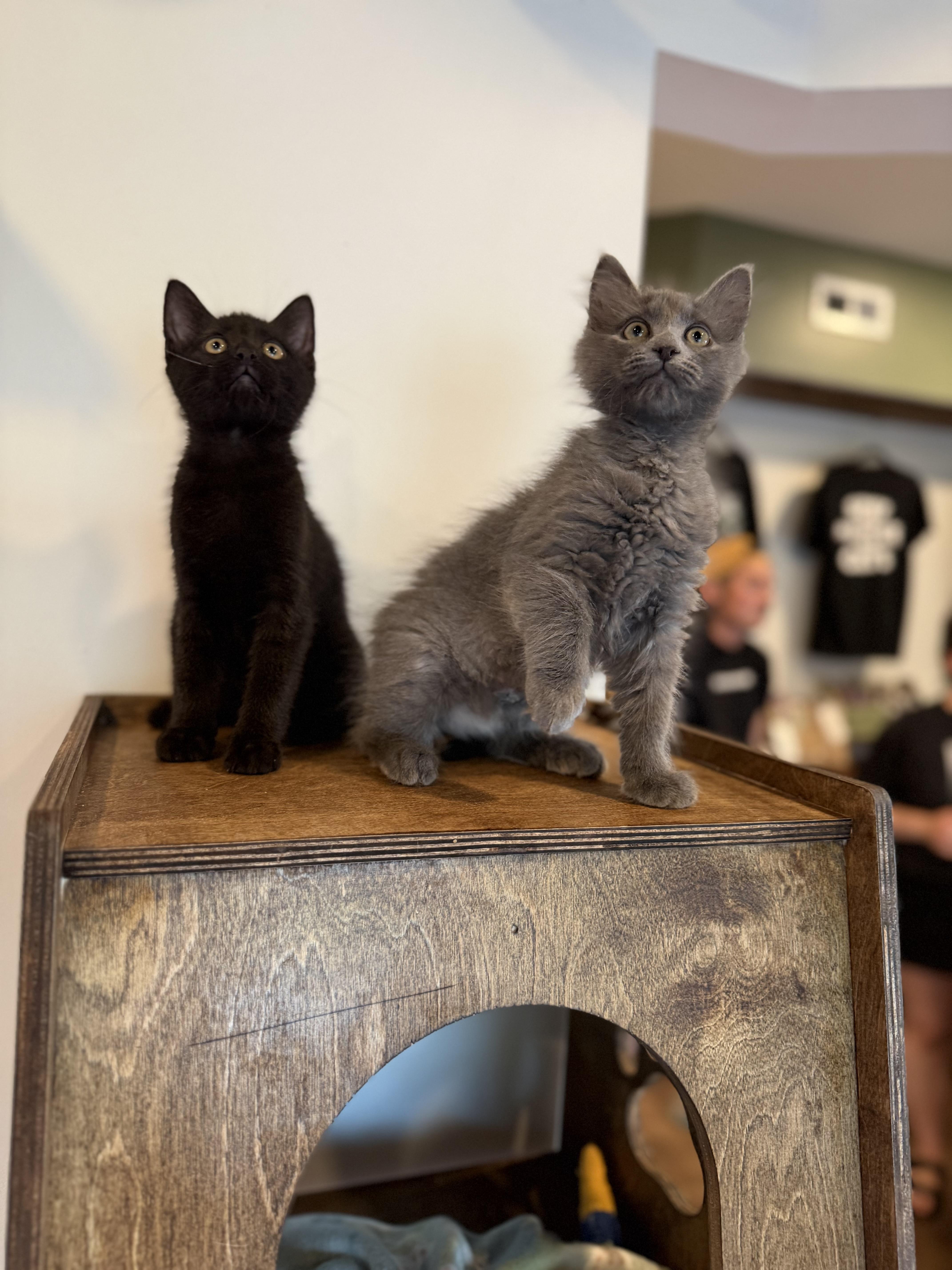 Toner and Xerox, an adopted Domestic Long Hair in Bellmawr, NJ image 2/2