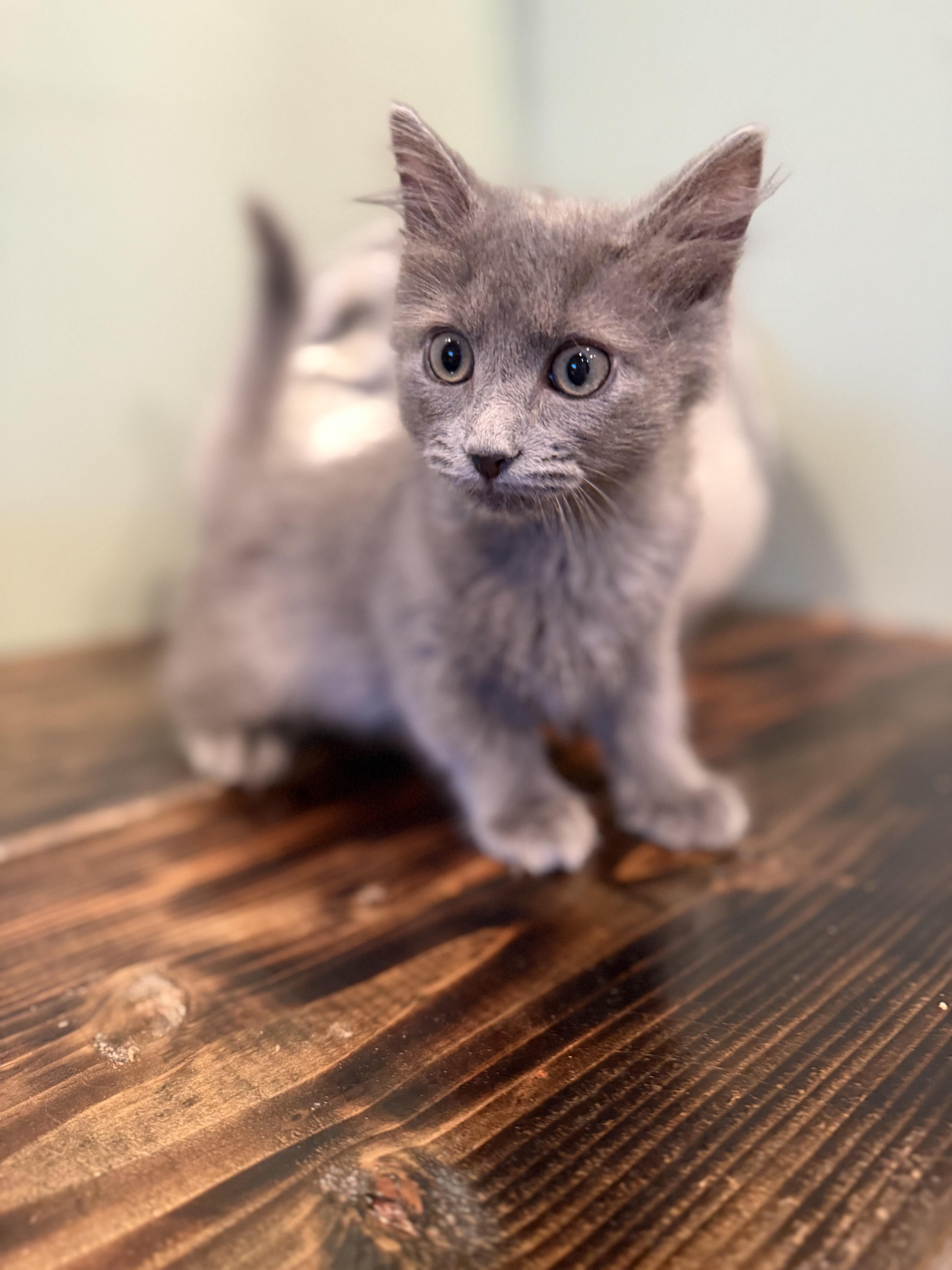 Toner and Xerox, an adopted Domestic Long Hair in Bellmawr, NJ image 1/2