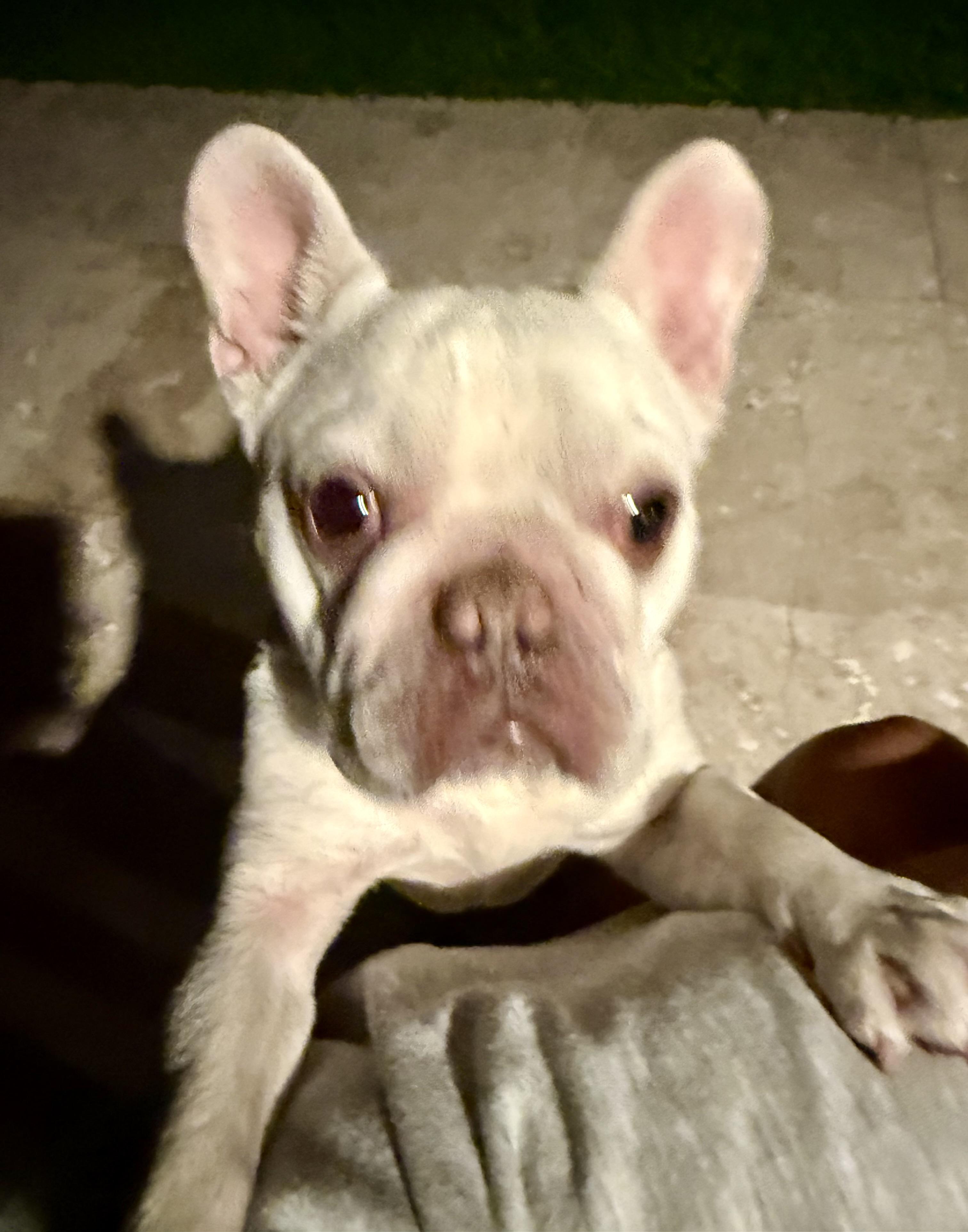 Purebred French Bulldog Dan Puppy, an adopted French Bulldog in Boca Raton, FL image 2/6