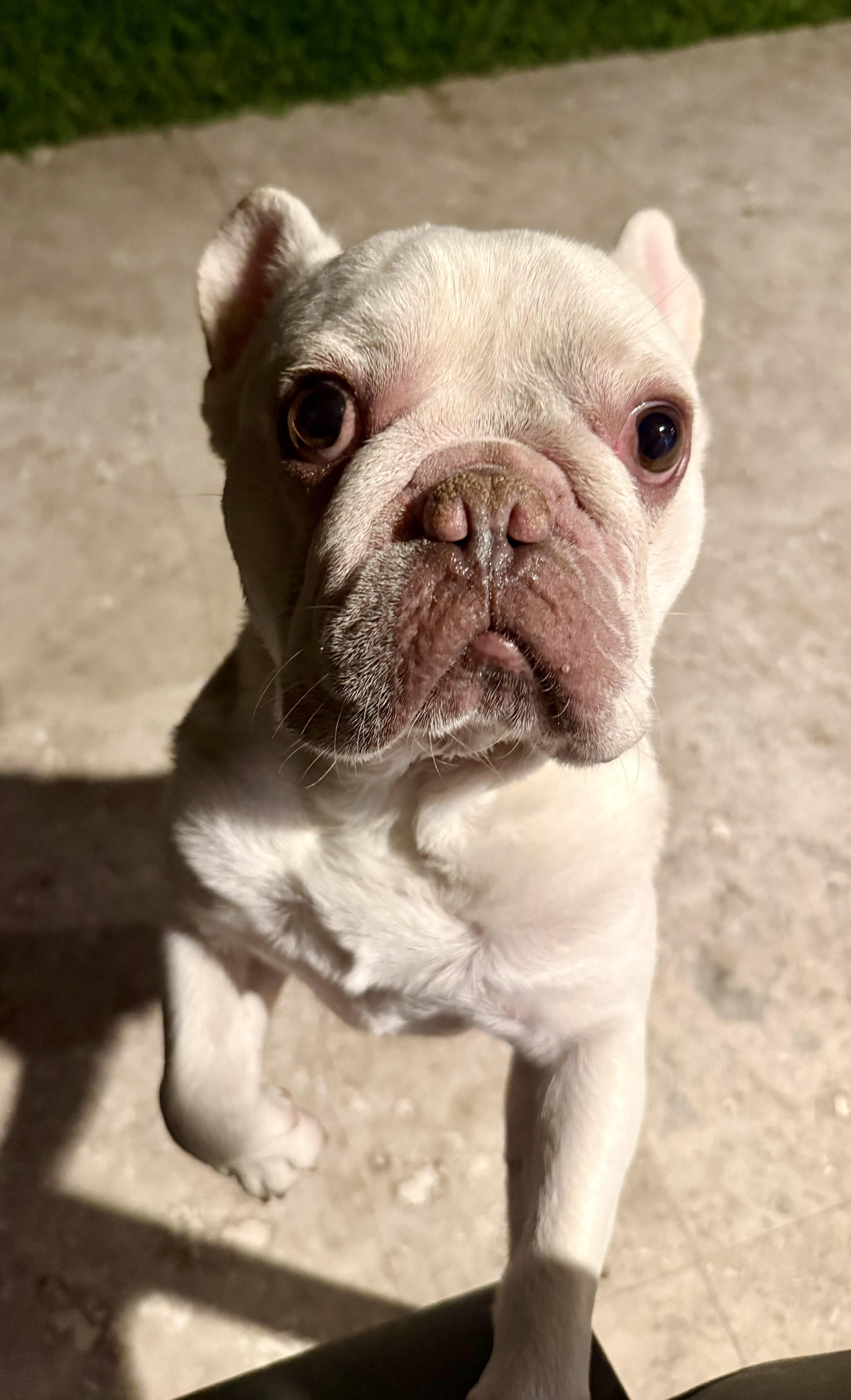 Purebred French Bulldog Dan Puppy, an adopted French Bulldog in Boca Raton, FL image 6/6