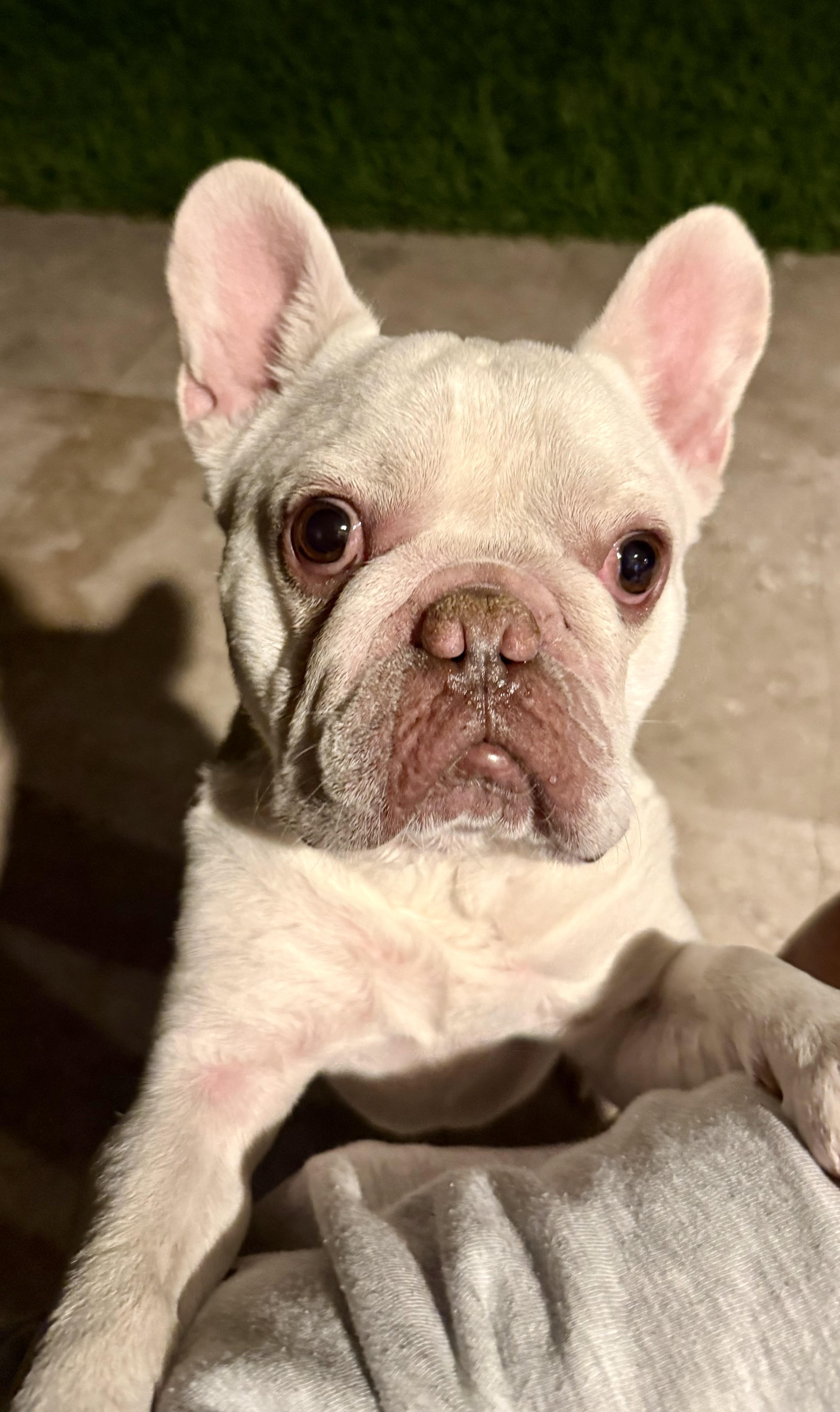 Purebred French Bulldog Dan Puppy, an adopted French Bulldog in Boca Raton, FL image 1/6