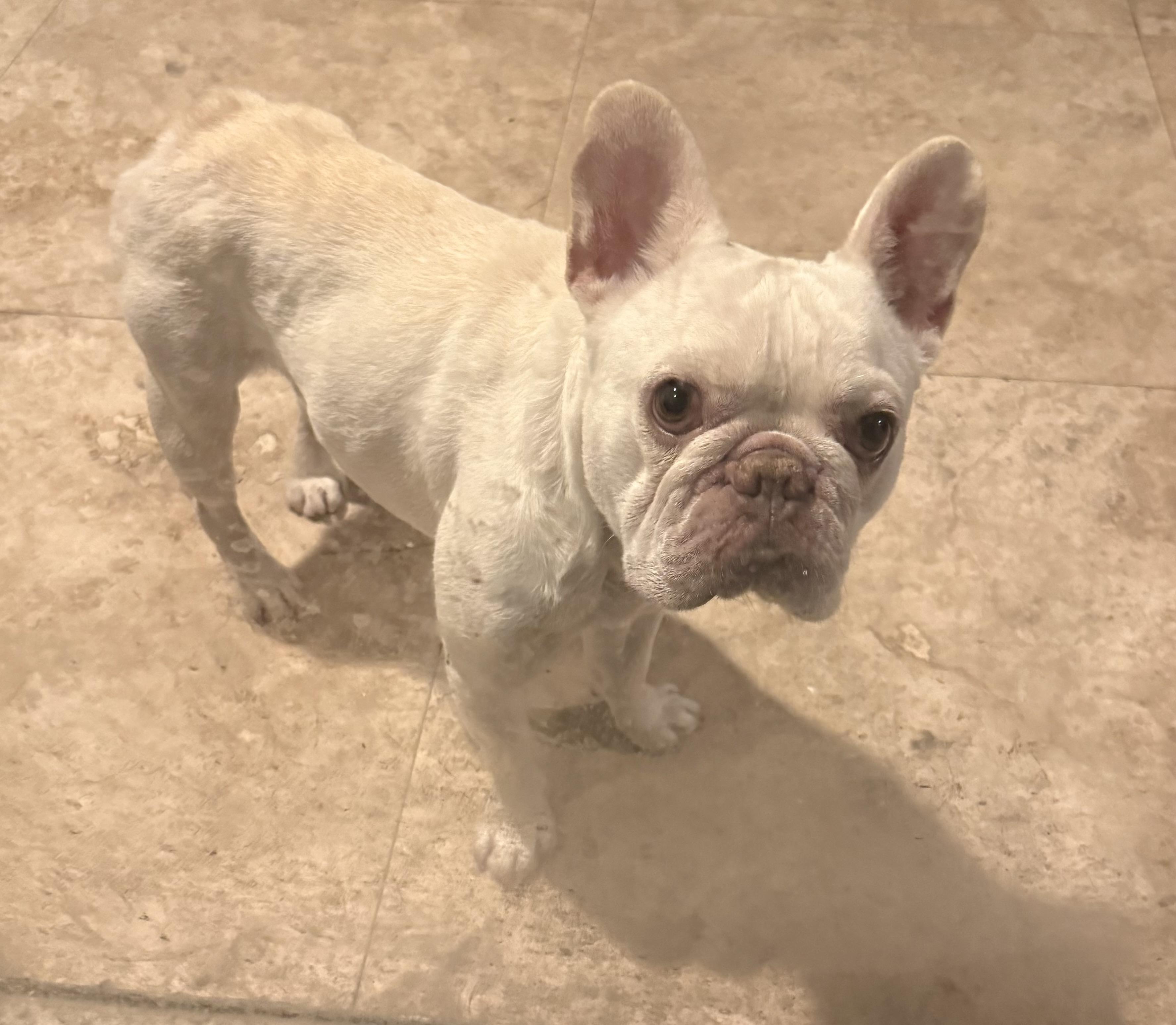 Purebred French Bulldog Dan Puppy, an adopted French Bulldog in Boca Raton, FL image 3/6