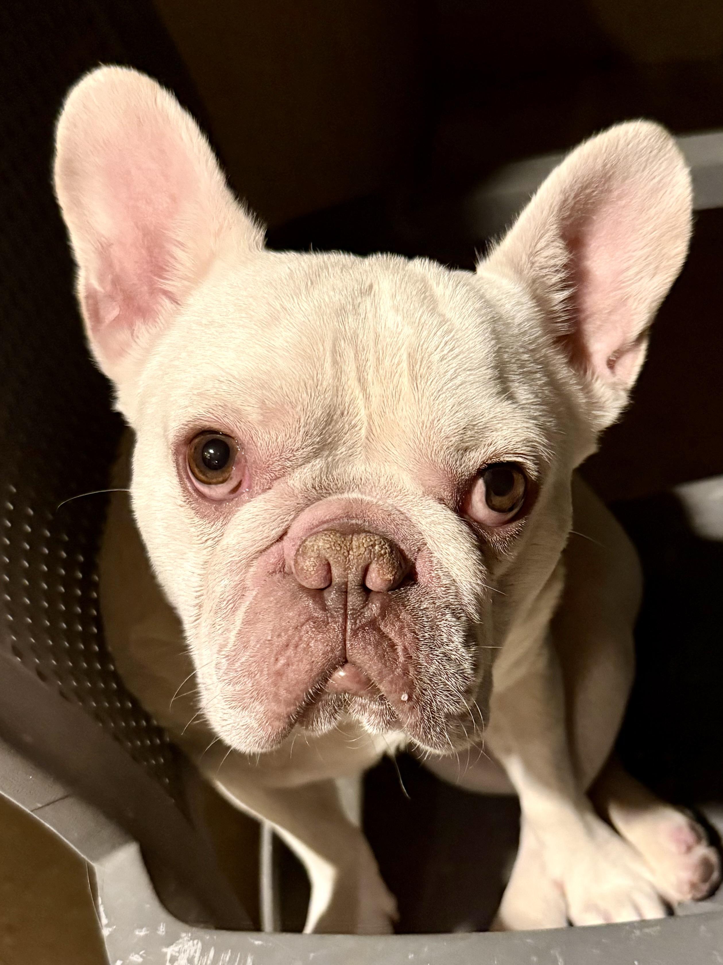 Purebred French Bulldog Dan Puppy, an adopted French Bulldog in Boca Raton, FL image 4/6