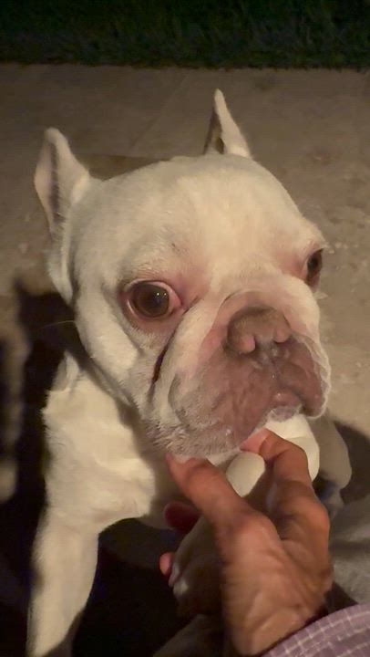 Enlarge Purebred French Bulldog Dan Puppy, an adopted French Bulldog in Boca Raton, FL video 5/6