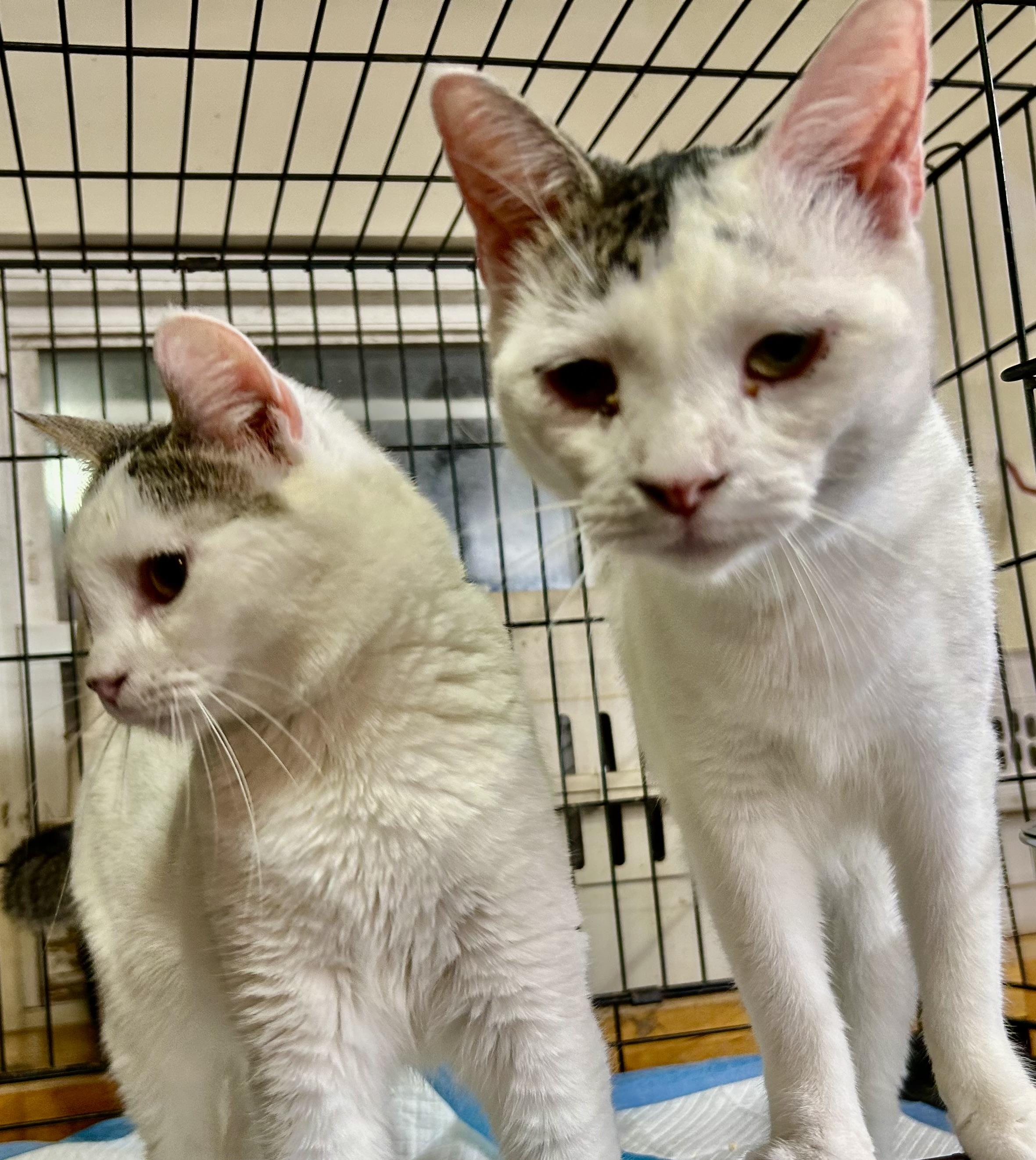 Carlee, an adoptable British Shorthair, American Shorthair in New Orleans, LA, 70175 | Photo Image 6