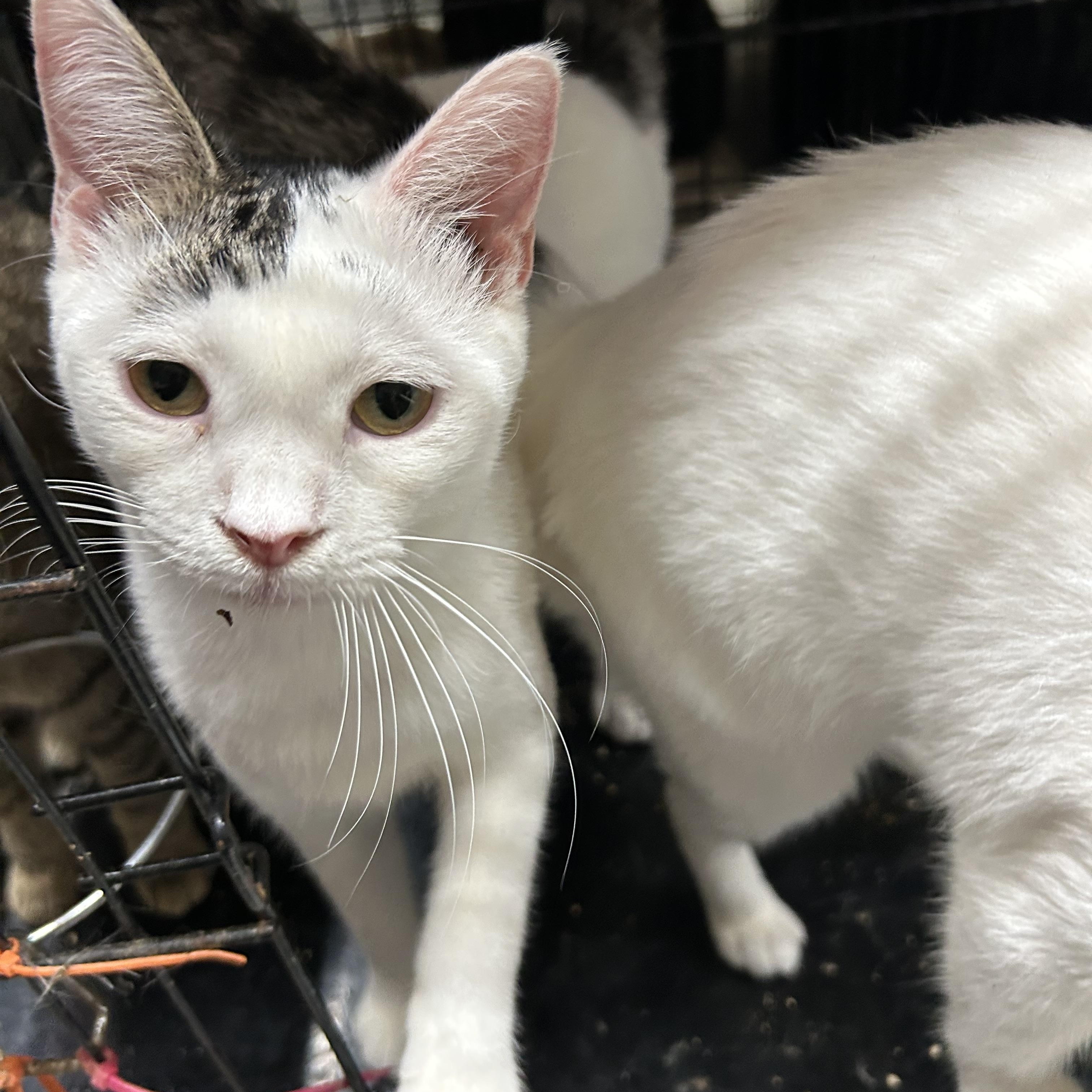 Carlee, an adoptable British Shorthair, American Shorthair in New Orleans, LA, 70175 | Photo Image 5