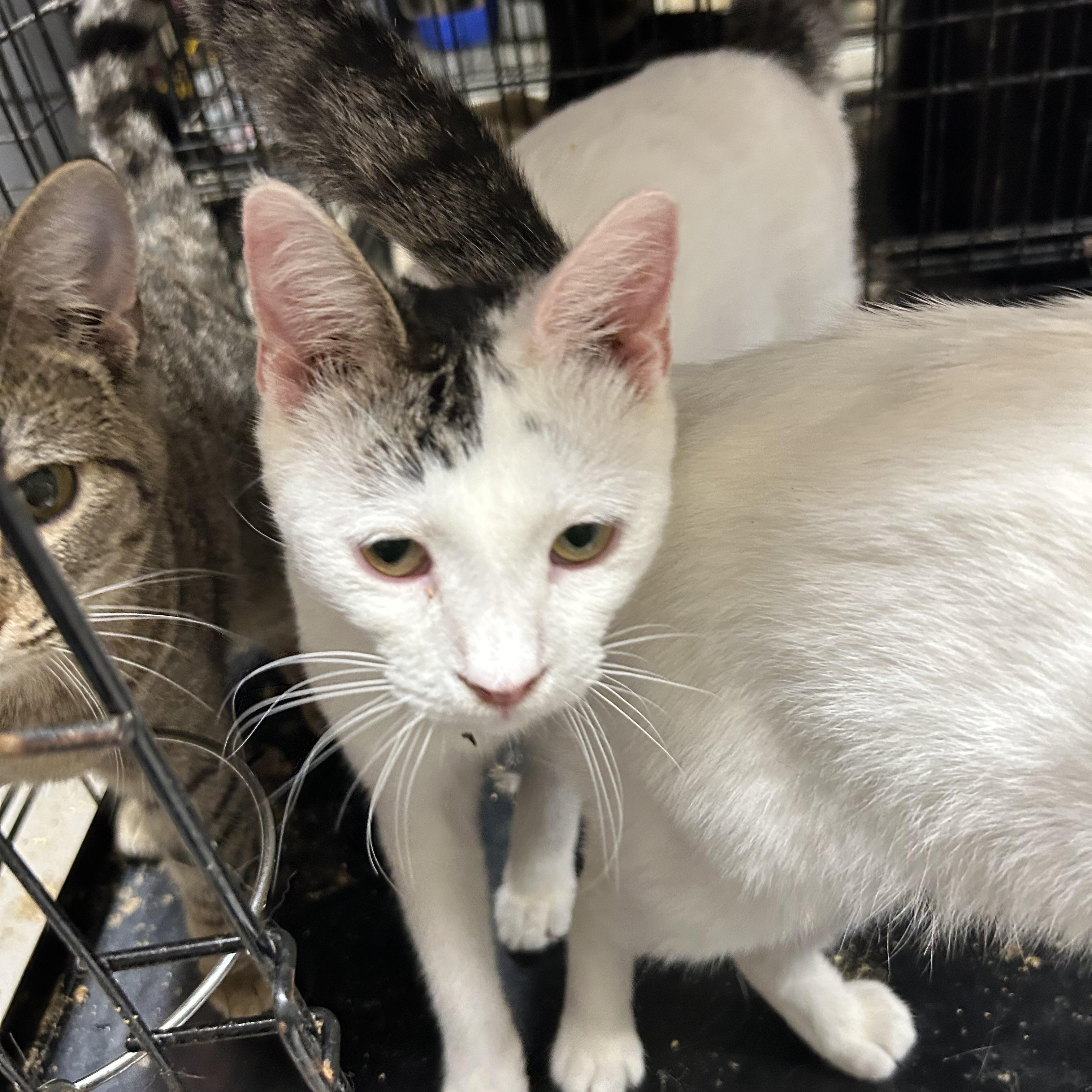 Carlee, an adoptable British Shorthair, American Shorthair in New Orleans, LA, 70175 | Photo Image 4