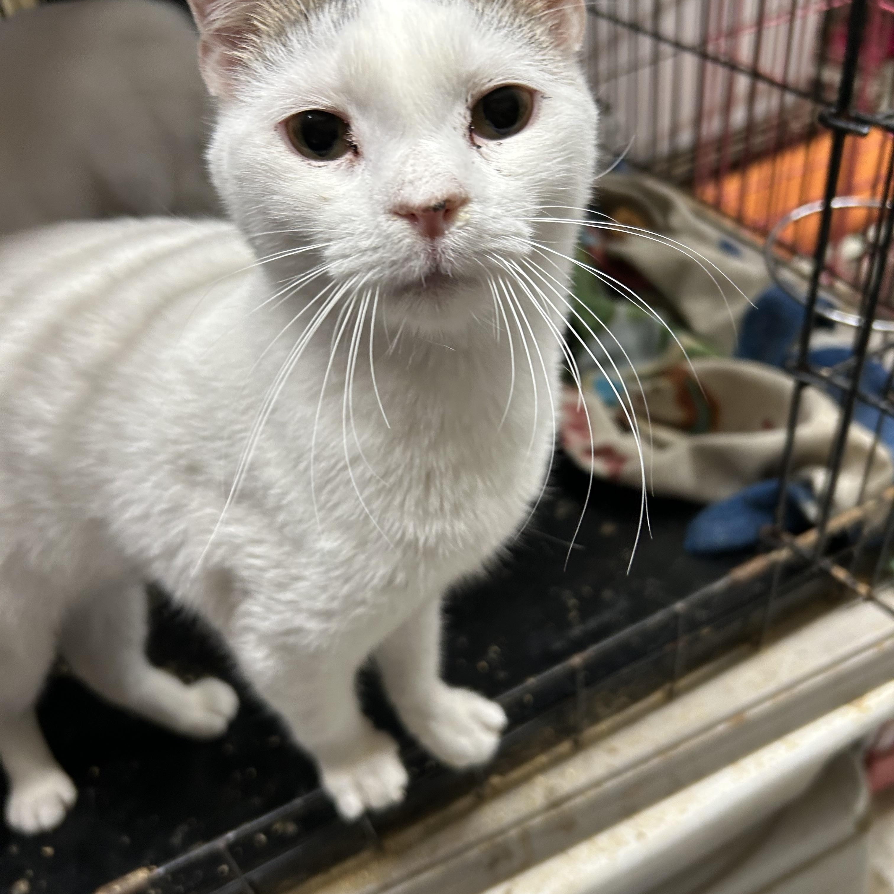 Carlee, an adoptable British Shorthair, American Shorthair in New Orleans, LA, 70175 | Photo Image 3