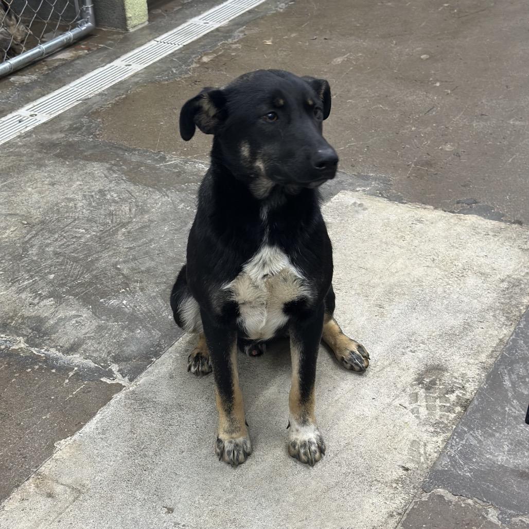 Enlarge Manny, a Adoptable Mixed Breed in Corbin, KY image 1/4
