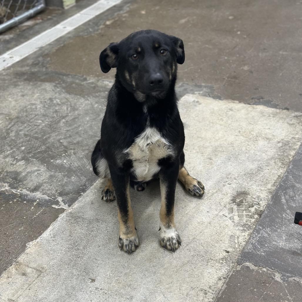 Enlarge Manny, a Adoptable Mixed Breed in Corbin, KY image 2/4