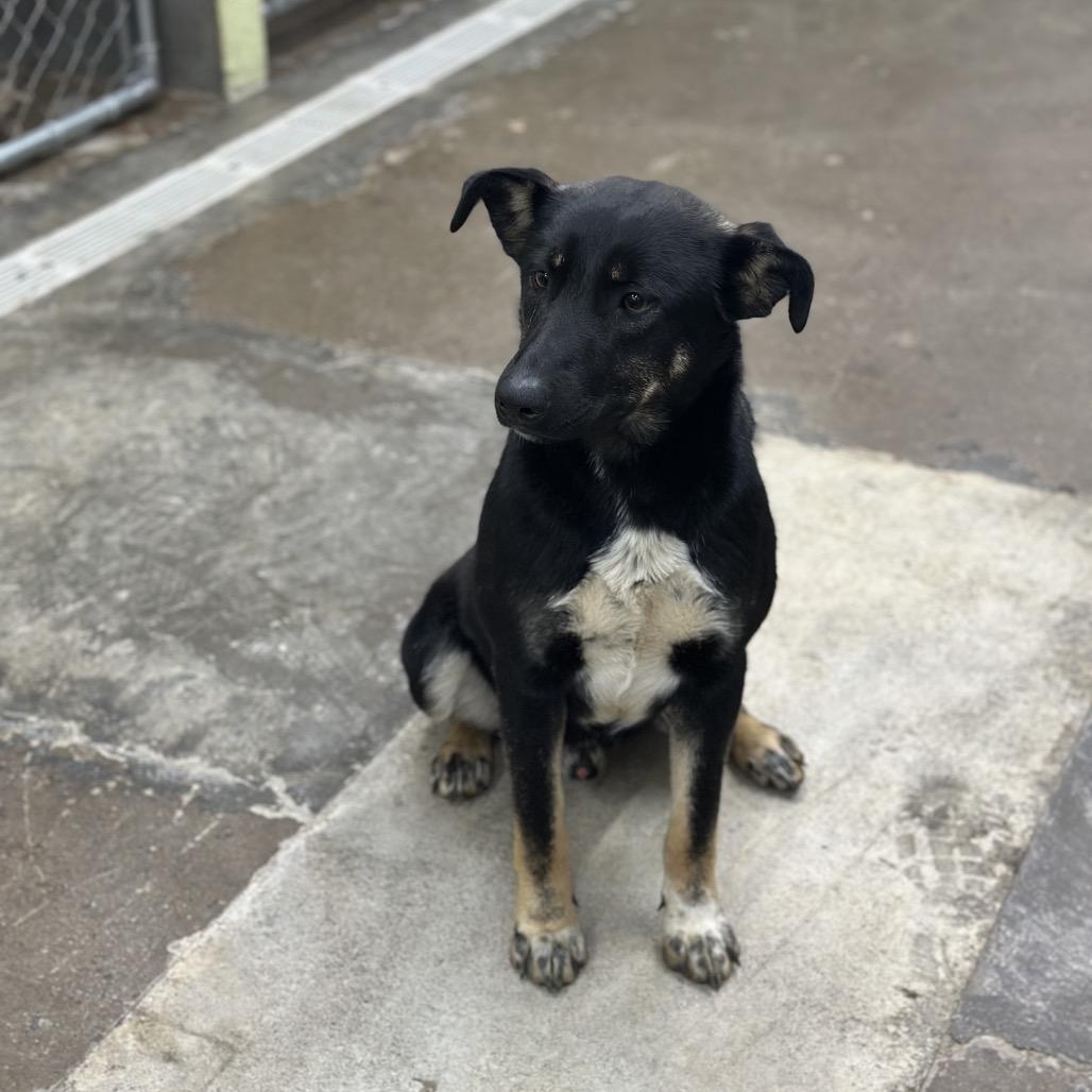 Enlarge Manny, a Adoptable Mixed Breed in Corbin, KY image 3/4