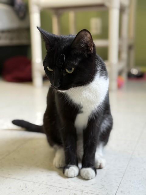 Pink, Adoptable, Young Female Domestic Short Hair.