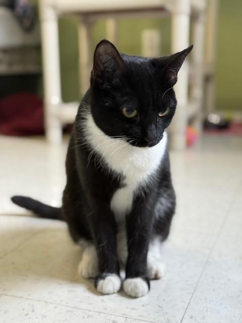 Enlarge Pink, an adopted Domestic Short Hair in Grosse Ile, MI image 2/3