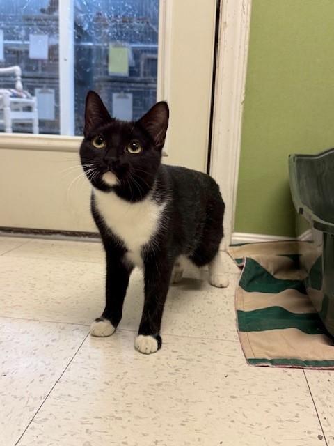 Enlarge Pink, an adopted Domestic Short Hair in Grosse Ile, MI image 3/3