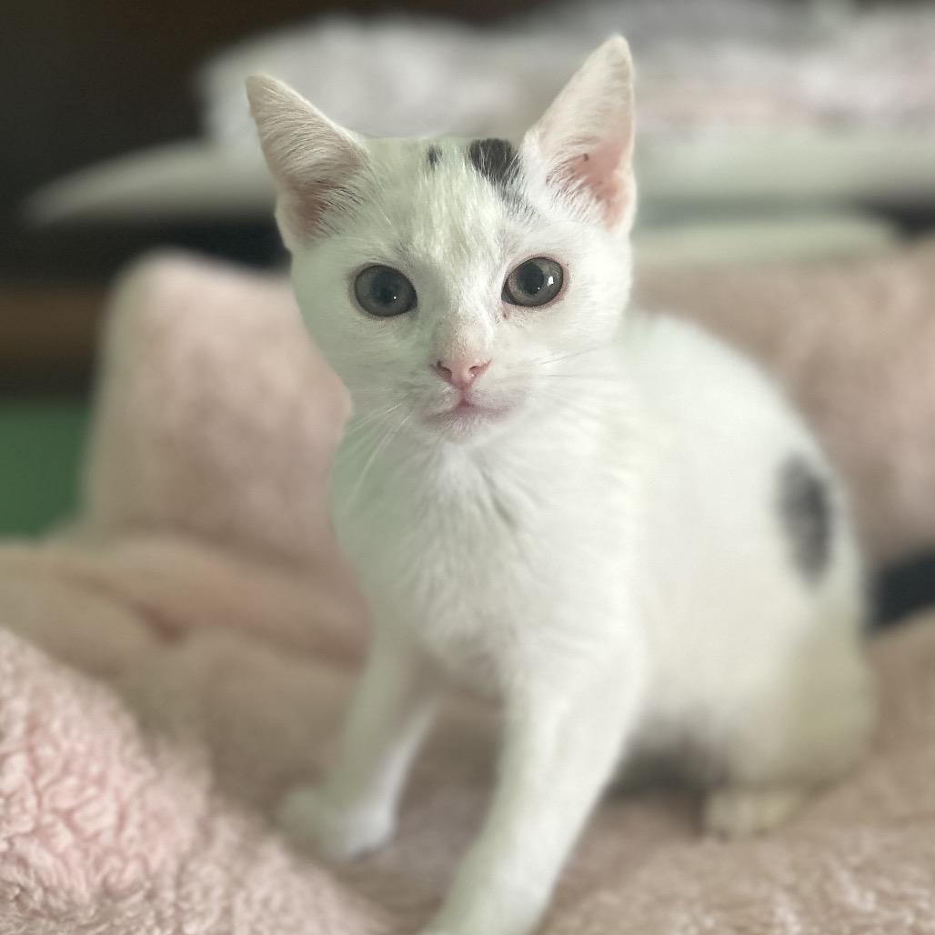 Enlarge Panda, a Adoptable Domestic Short Hair in Philadelphia, PA image 1/3
