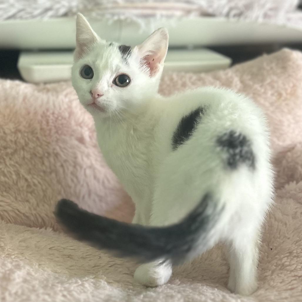 Enlarge Panda, a Adoptable Domestic Short Hair in Philadelphia, PA image 3/3