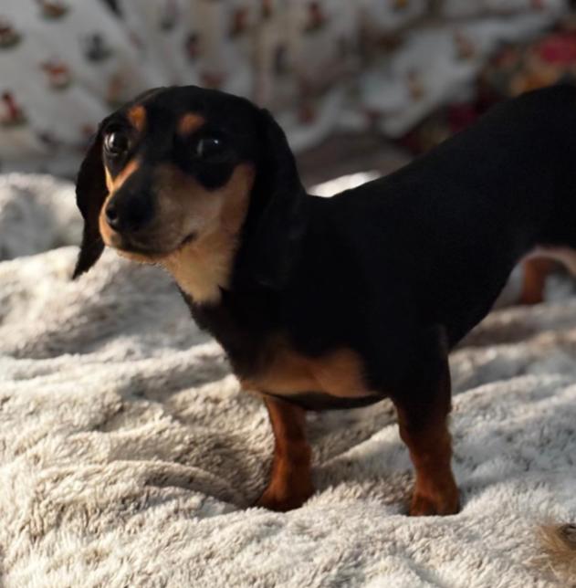 FIGGE, adopted, Adult Female Dachshund.
