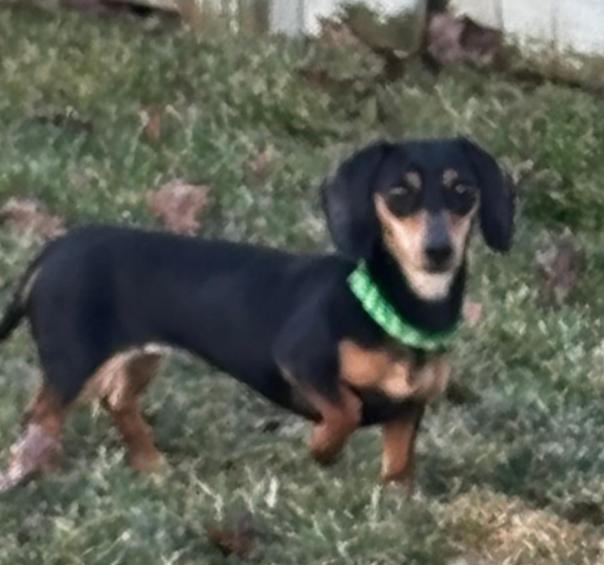 Enlarge FIGGE, an adopted mixed breed in Carroll, OH image 2/2