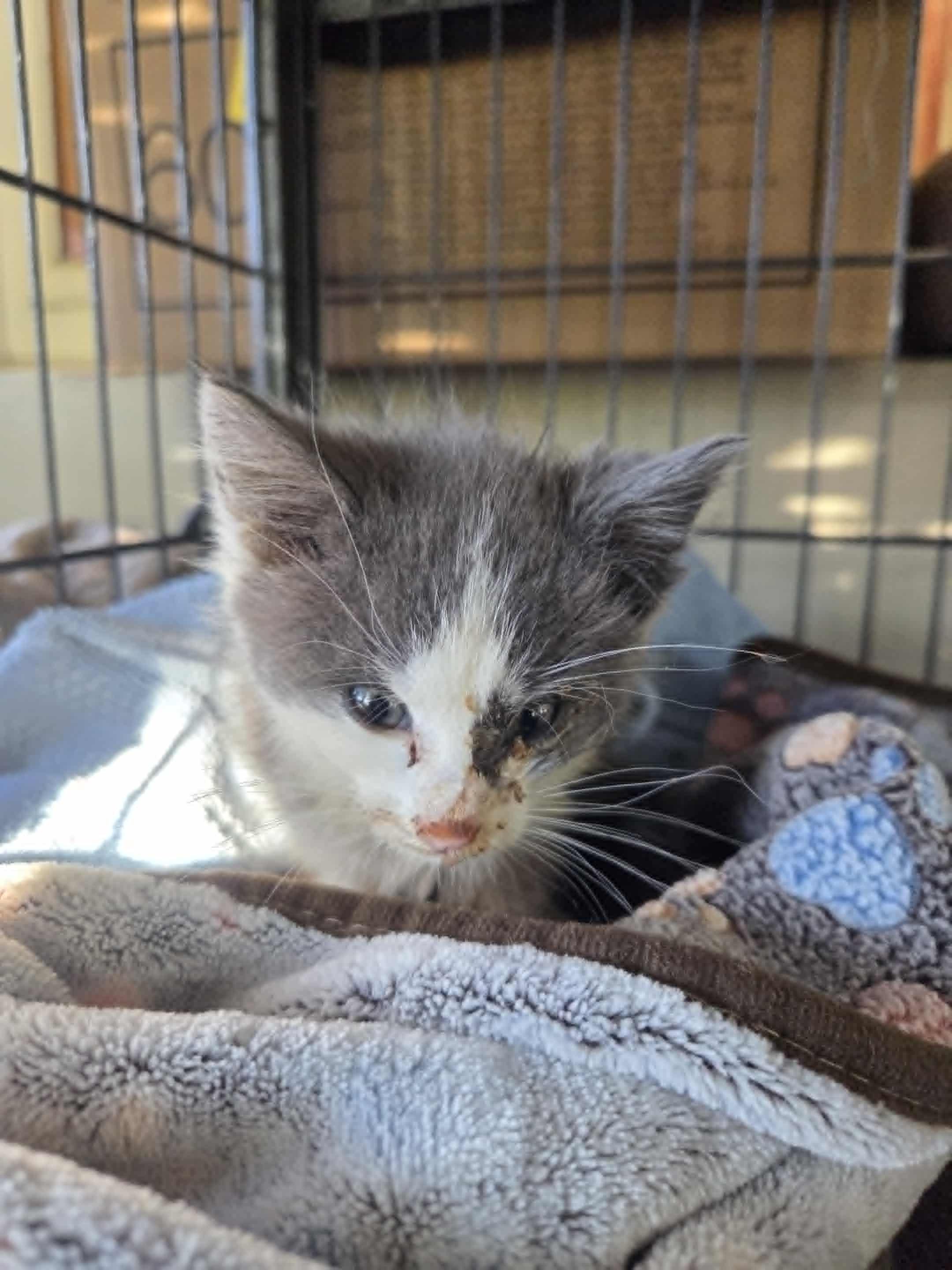 Spirit, Adopted, Young Male Domestic Short Hair.