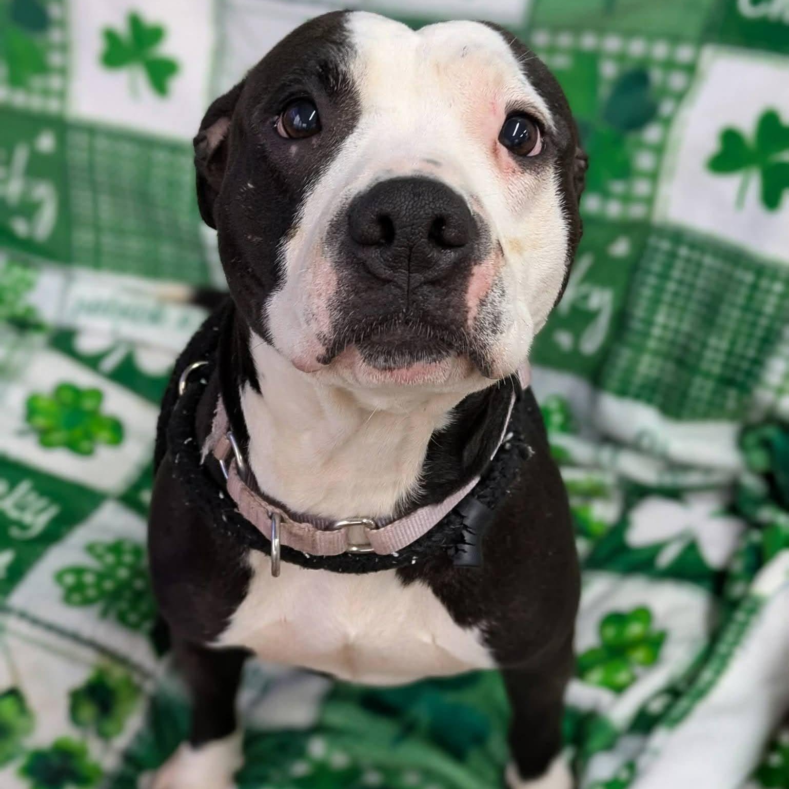 Matty, ADOPTABLE, Young Female Terrier.