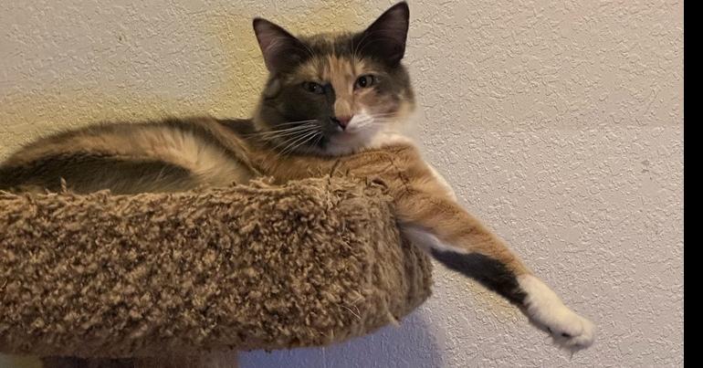 Vivian, Adopted, Kitten Female Domestic Long Hair.