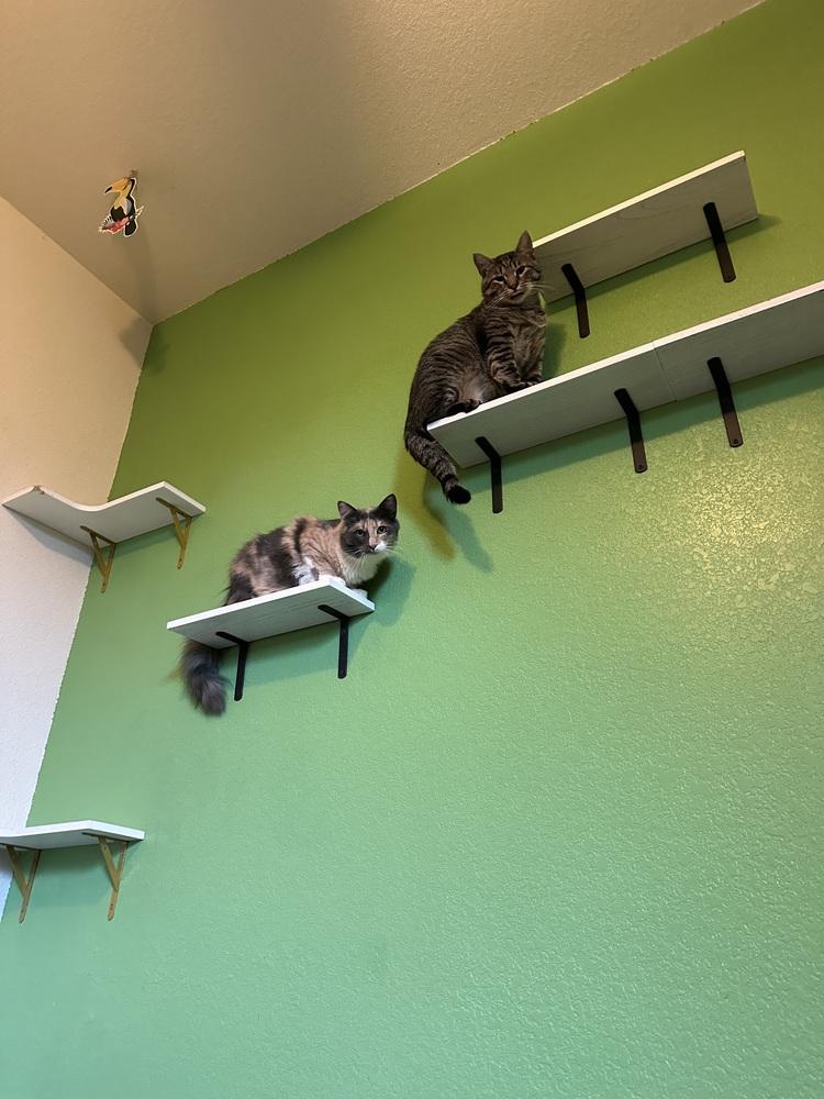 Enlarge Vivian, a Adopted Domestic Long Hair in Virginia Beach, VA image 2/3