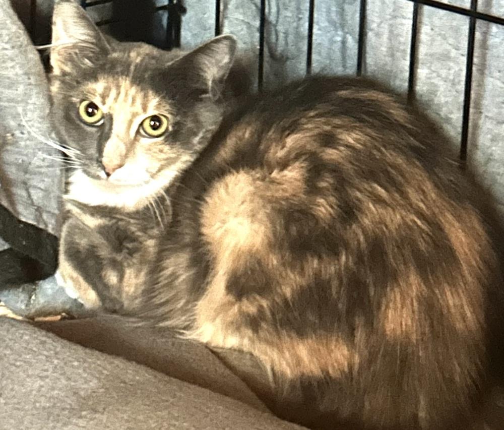 Enlarge Vivian, a Adopted Domestic Long Hair in Virginia Beach, VA image 3/3