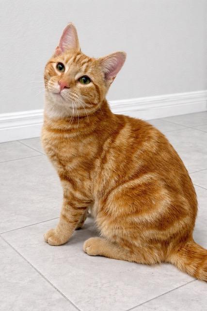 Enlarge Leo, an adopted mixed breed in Englewood, FL image 1/1