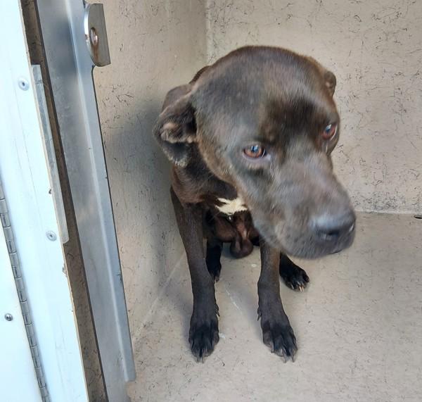 Adam, Adoptable, Adult Male Terrier.