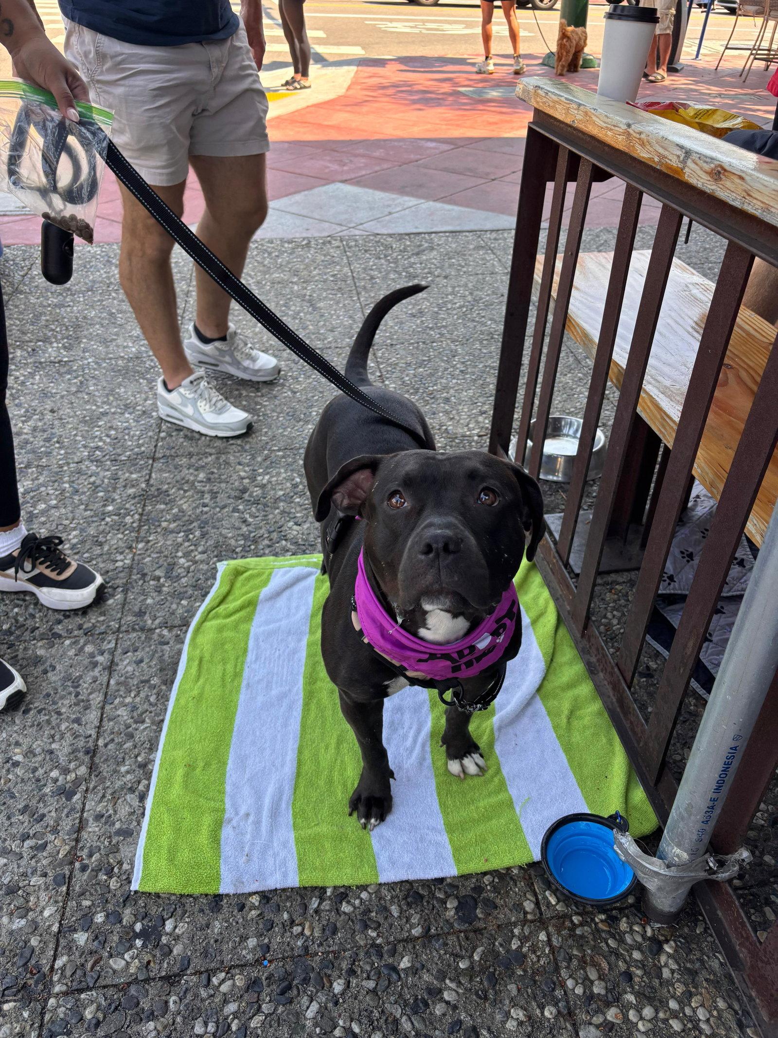 Emma, Adoptable, Young Female Pit Bull Terrier.