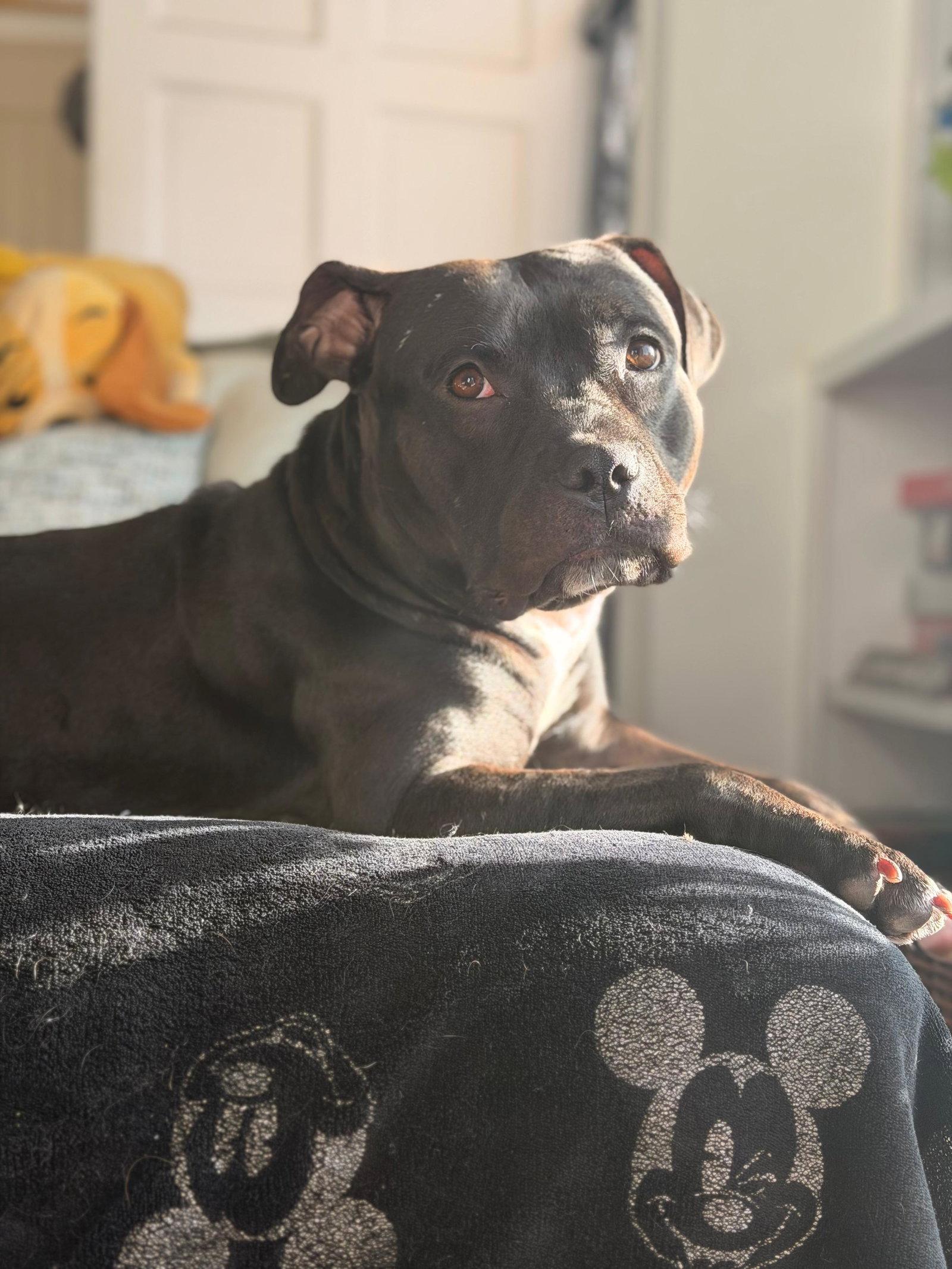Enlarge Emma, a Adoptable Pit Bull Terrier in San Diego, CA image 2/3