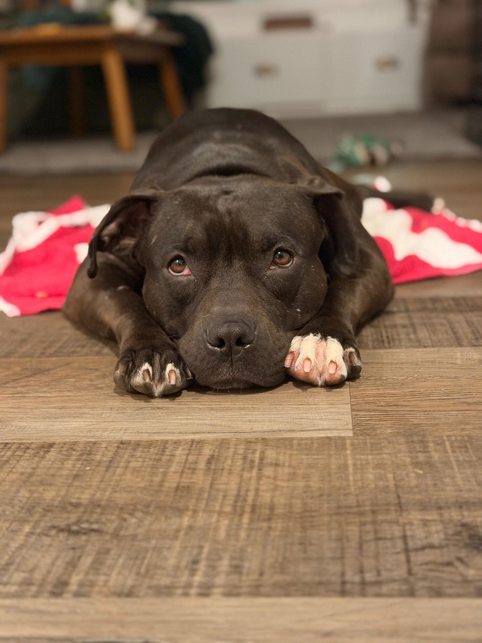 Enlarge Emma, a Adoptable Pit Bull Terrier in San Diego, CA image 3/3