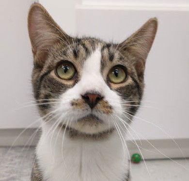 Enlarge Lucky (+ Clover), a Adoptable Domestic Short Hair in Richmond Hill, ON image 1/3