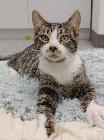 Enlarge Lucky (+ Clover), a Adoptable Domestic Short Hair in Richmond Hill, ON image 2/3