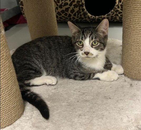 Enlarge Lucky (+ Clover), a Adoptable Domestic Short Hair in Richmond Hill, ON image 3/3